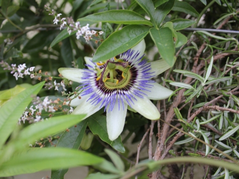 46.	Flor do Maracujá (Passiflora)
Data da fotografia: 11/06/2018
Utilidade/ função na horta: Propriedades calmantes. Contribuição para a horta florida vertical, através do seu desenvolvimento de planta trepadeira.